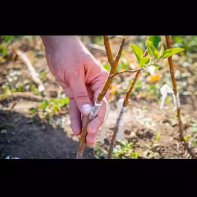 چسب باغبانی مدل نوار پیوند مدل لاتکسی ضخیم طول 800 متر