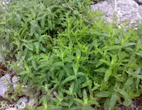 بذر پونه کوهی