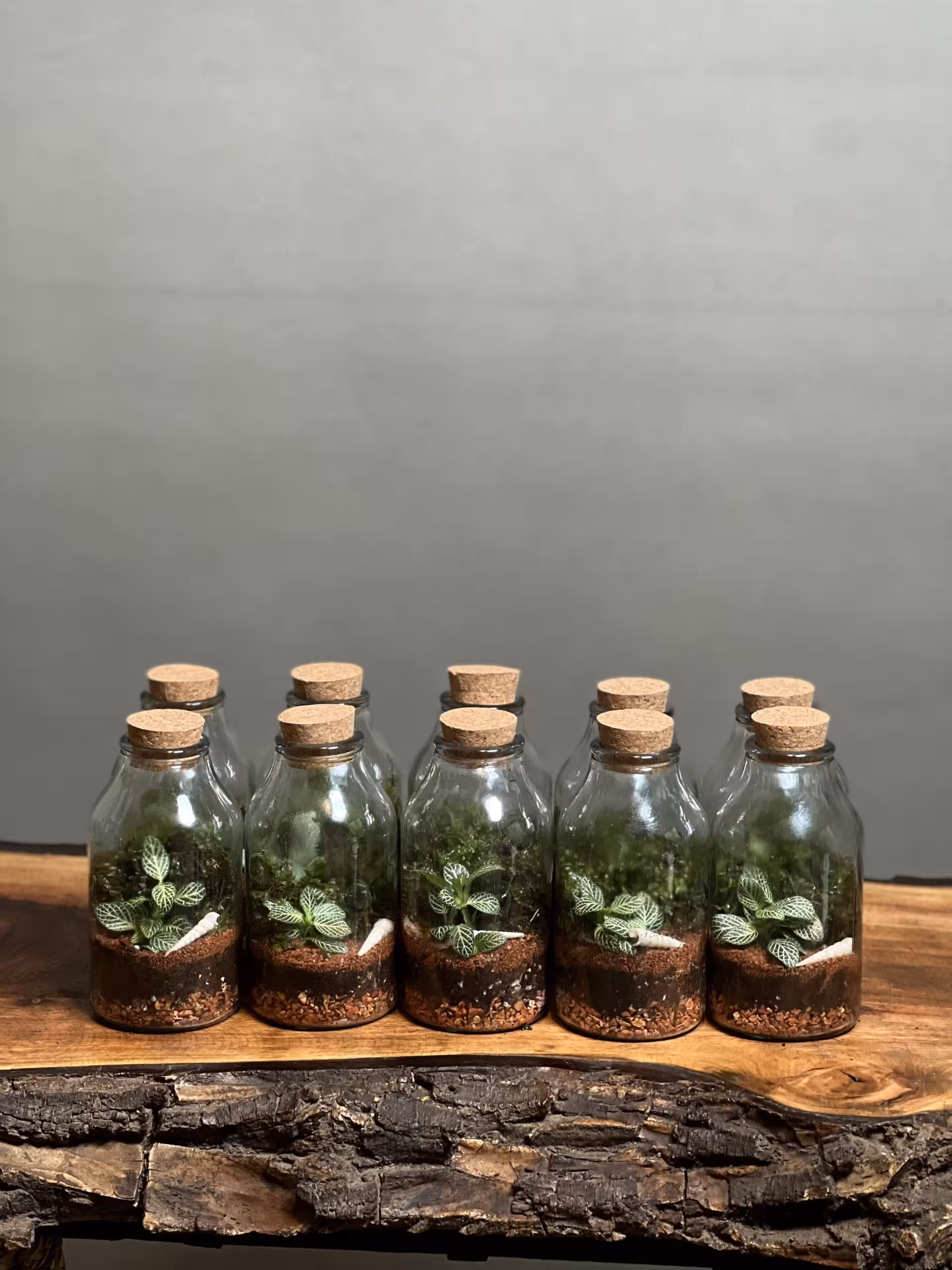 خرید گیفت شرکتی 10 عددی تراریوم آمازون 8 Cm ارسال فوری به تهران و سراسر ایران