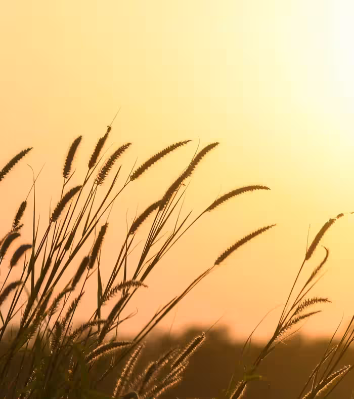 بک دراپ چاپی کد 664 (در 4 سایز)