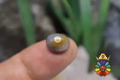 عقیق باباقوری