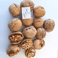 گردو پوست کاغذی درجه یک فرح بخش 500 گرمی