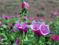 بذر گل گاوزبان ایرانی