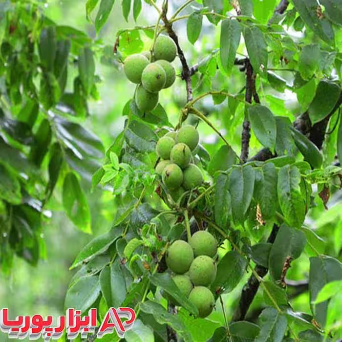 نهال گردو خوشه ای
