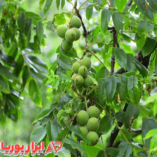 نهال گردو خوشه ای