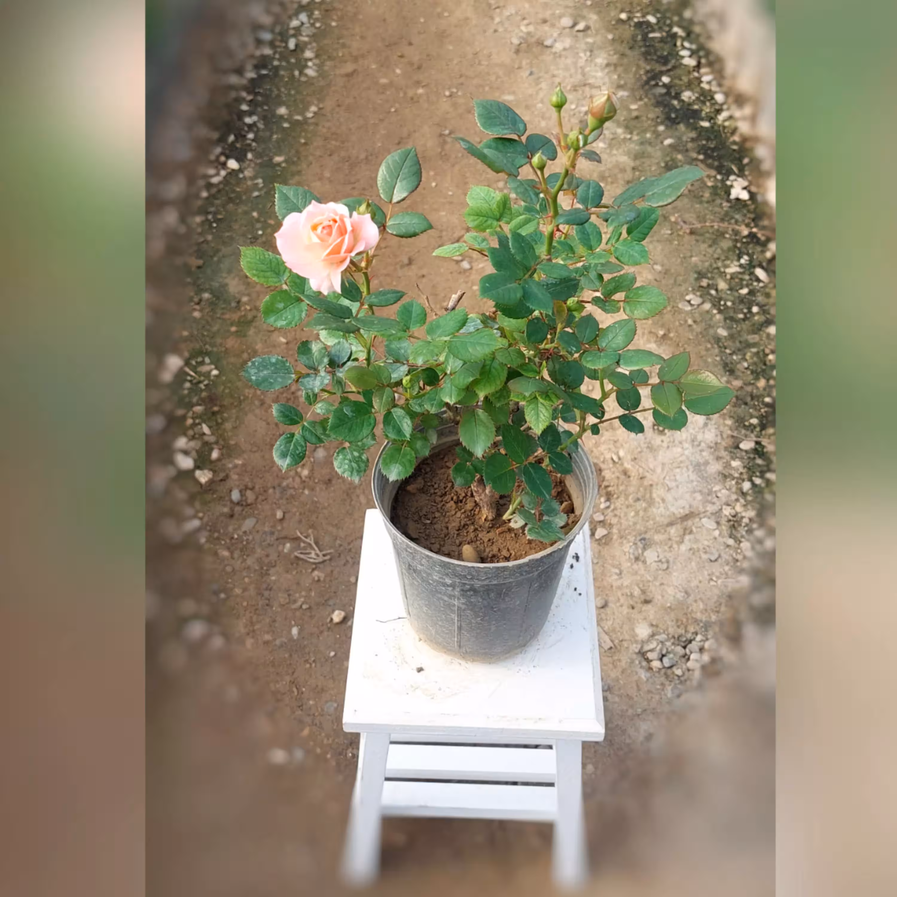 گل رز ساناز هلندی صورتی با ارتفاع 25-30 سانتی متر