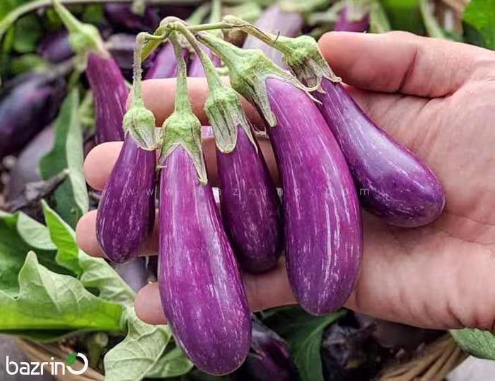 بذر بادمجان بنفش ببری قلمی