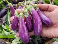 بذر بادمجان بنفش ببری قلمی