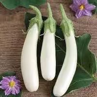 بذر بادمجان قلمی سفید