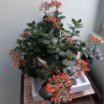 زیرگلدانی مدل چرخدار کد PVC