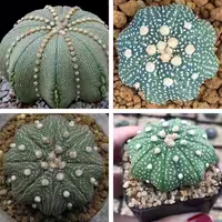 بذر کاکتوس آستریاس میراکل بسته 10 عددی