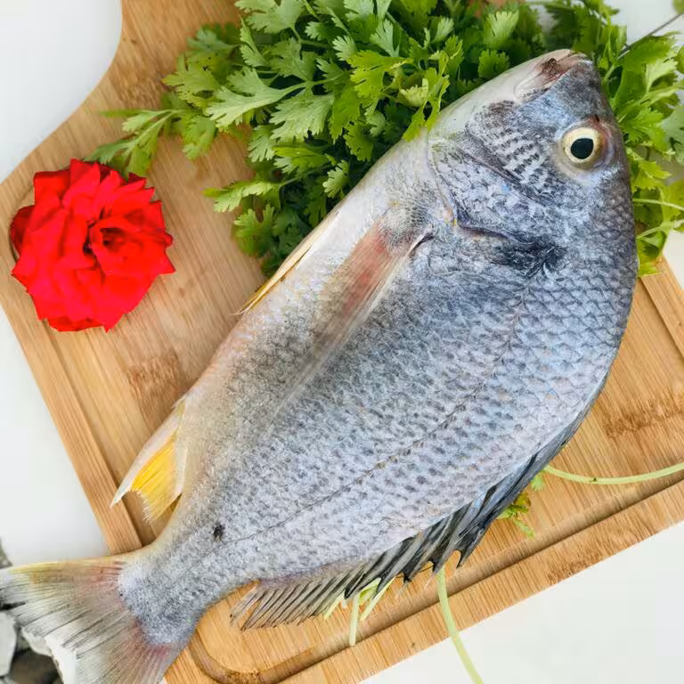 ماهی شوم یا شانک تازه لیان بوشهر