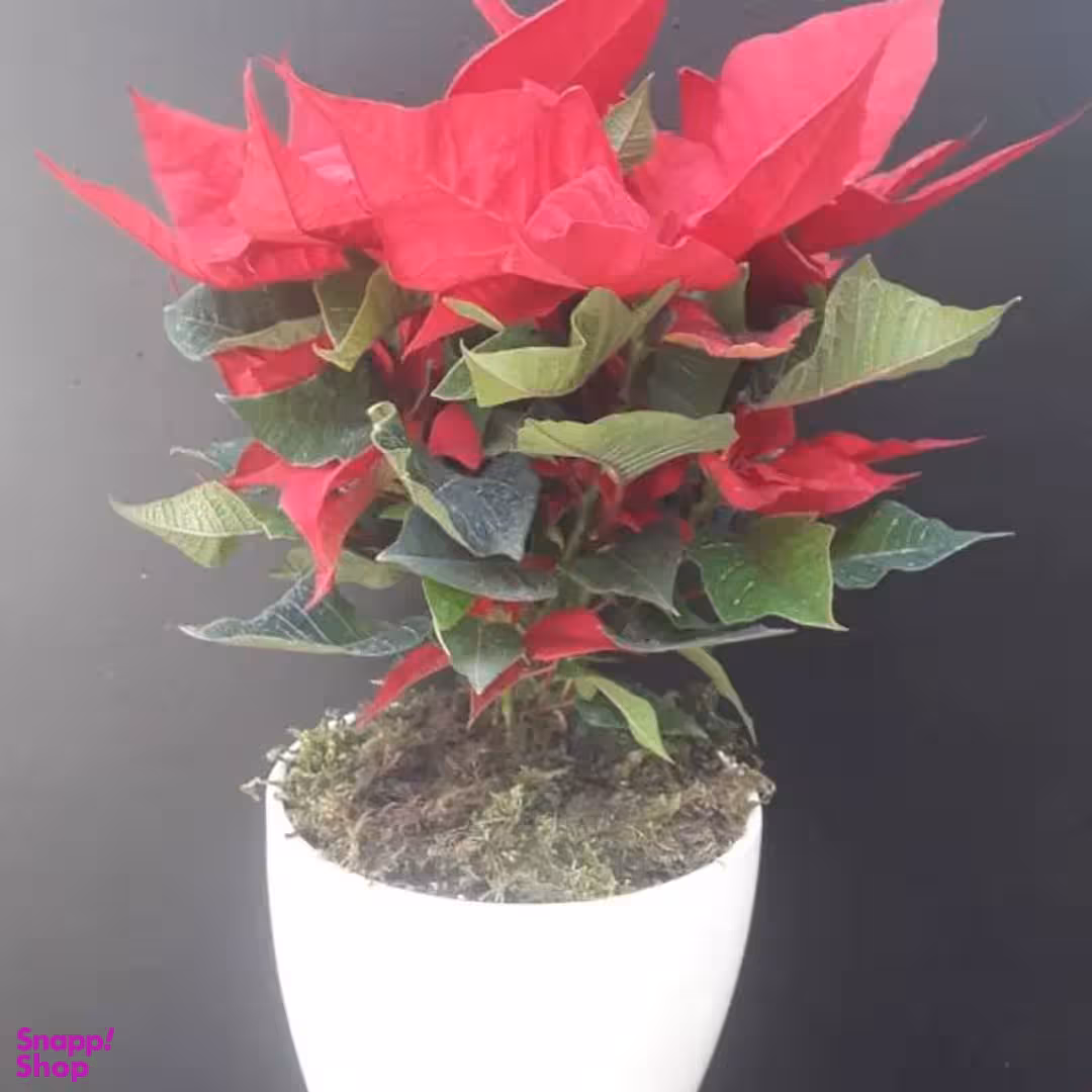 گلدان طبیعی بنت قنسول