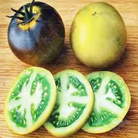 بذر گوجه فرنگی سبز آبی واگنر