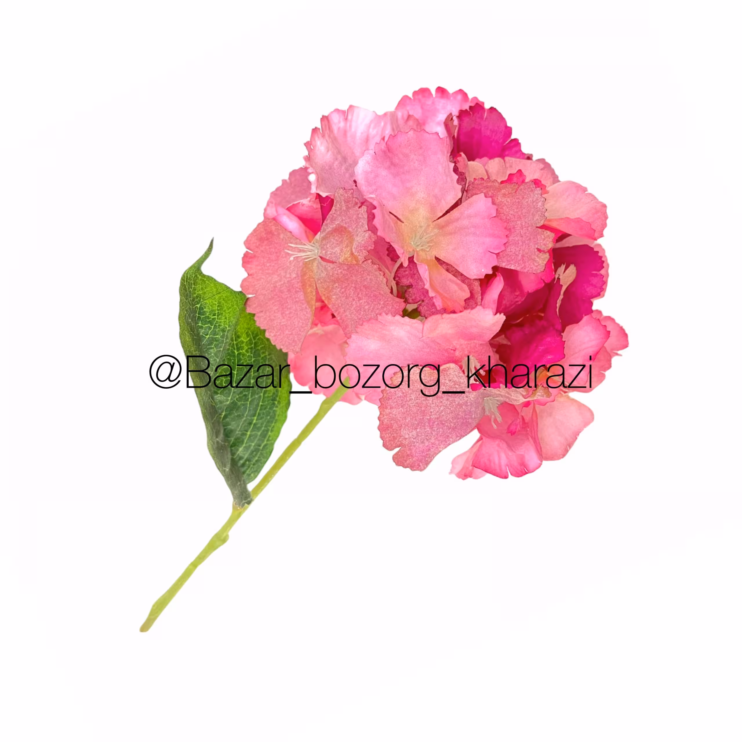 گل شاخه ای ارتانزیا