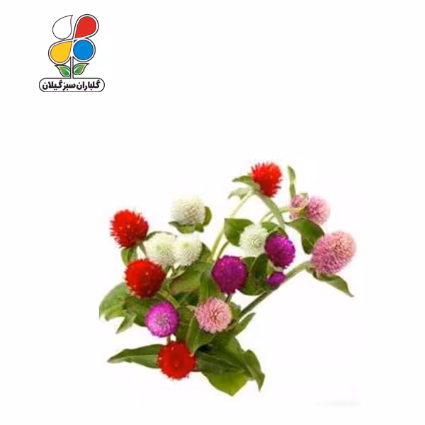 بذر گل دکمه ای بسته بندی کوچک