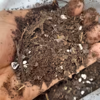 خاک گیاه آپارتمانی 