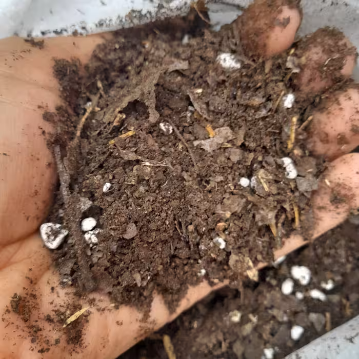 خاک گیاه آپارتمانی 