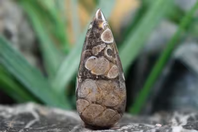 توریتلا اگات S1107