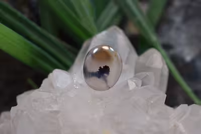 عقیق شجر برزیل