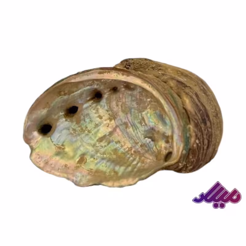 صدف کد 1170035