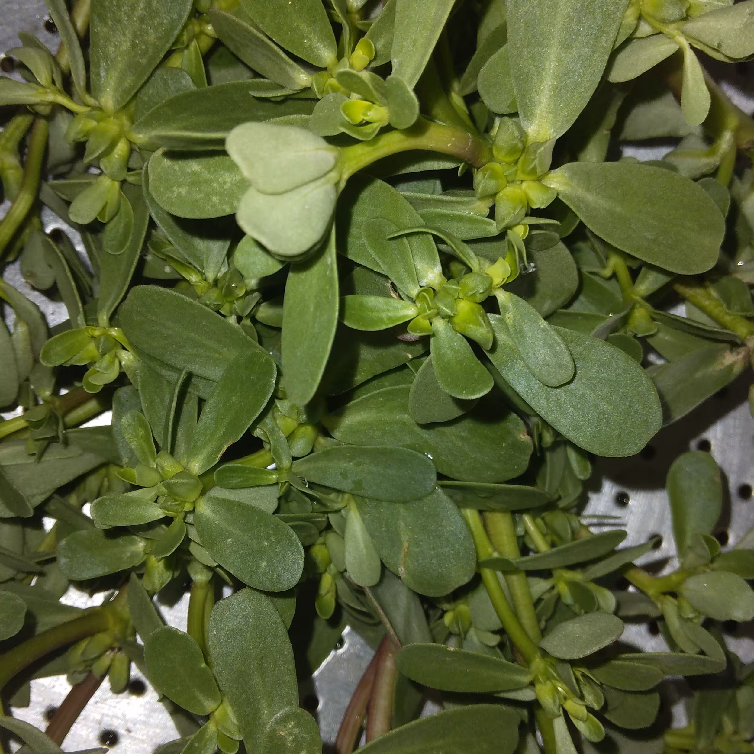 خرفه تازه
