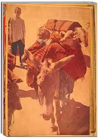 مجله امید ایران، سال 1337، شماره 13