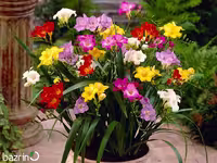 پیاز گل فریزیا معطر (میکس)