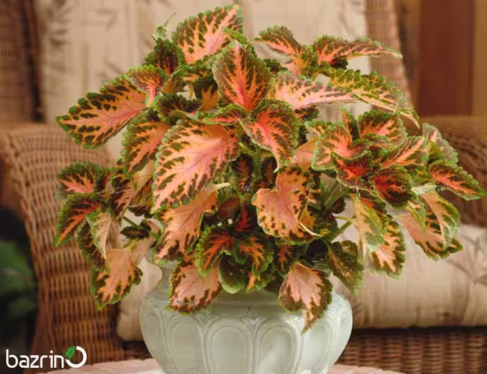 بذر گل حسن یوسف F1 Coral Sunrise