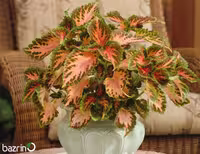 بذر گل حسن یوسف F1 Coral Sunrise
