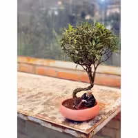 بنسای کافیبری | قیمت   خرید آنلاین 🌱 فروشگاه آنلاین پلنت لند تهران