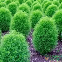 بذر جاروی زینتی آمریکایی بسته 50 عددی
