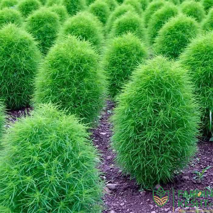 بذر جاروی زینتی آمریکایی بسته 50 عددی