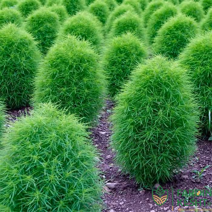 بذر جاروی زینتی آمریکایی بسته 50 عددی