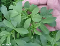 بذر یونجه