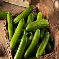 آموزش کشت گلخانه ای خیار (خاکی)