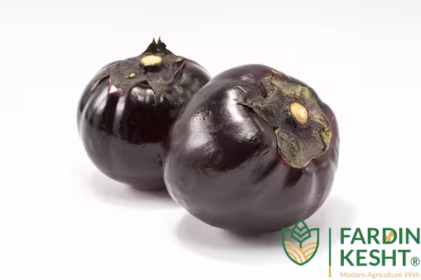 بذر بادمجان دلمه تمام مشکی ژاپنی بسته 20 عددی