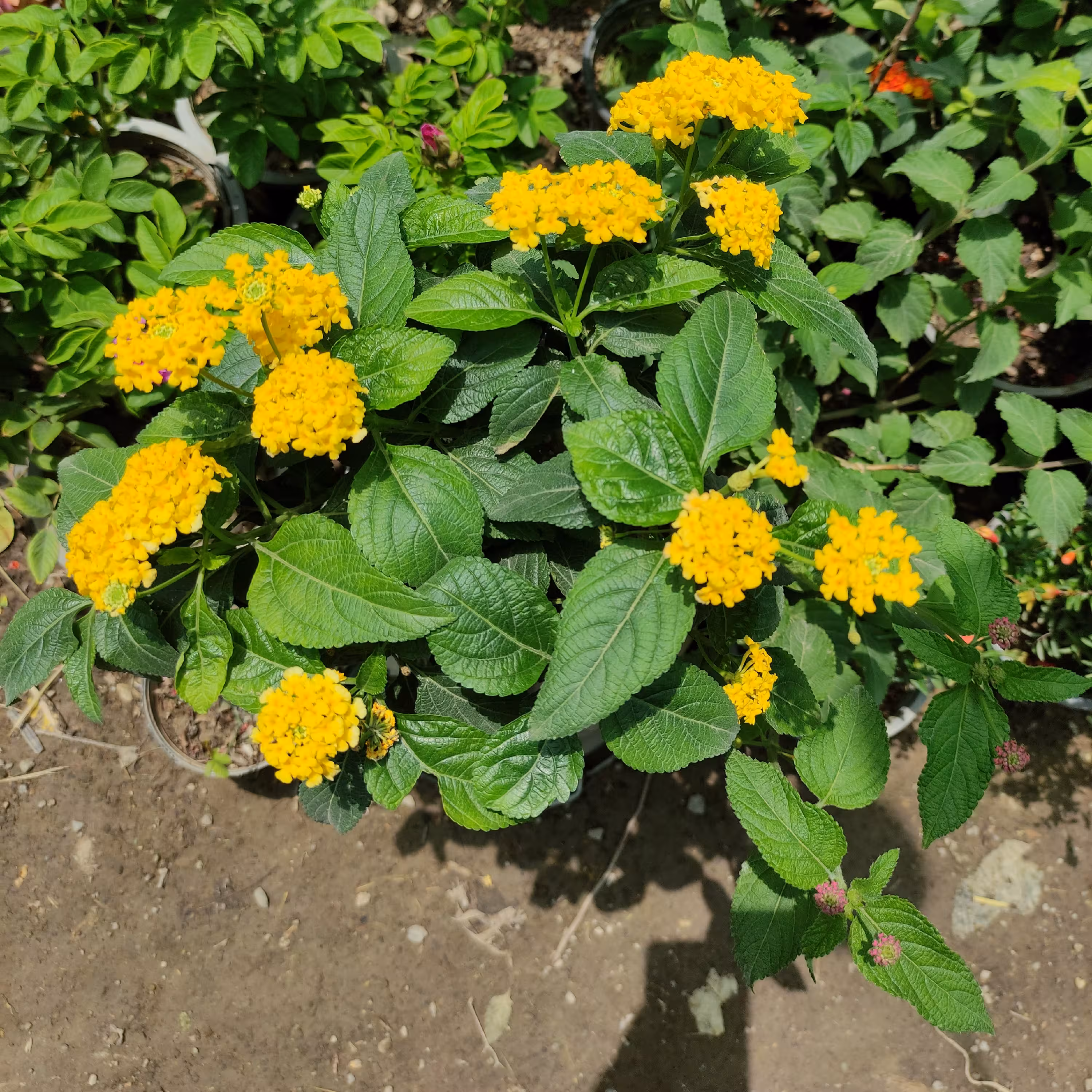 گل شاهپسند گیاه گلدار باغچه ای با گل های ریز زرد سایز کوچک