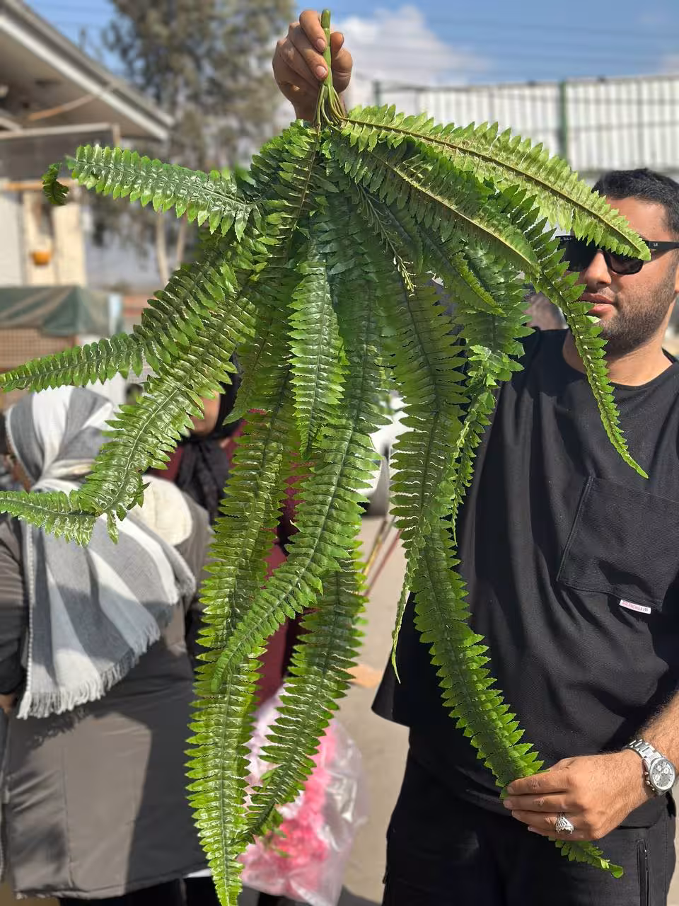 سرخس مصنوعی بلند