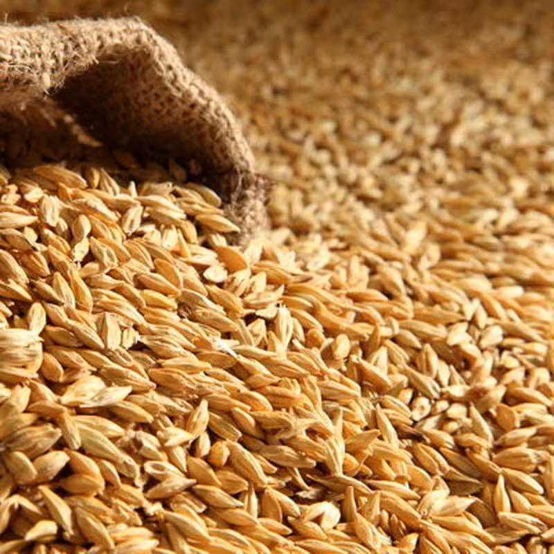 سویق جو مقوی در بسته بندی(250 گرمی)