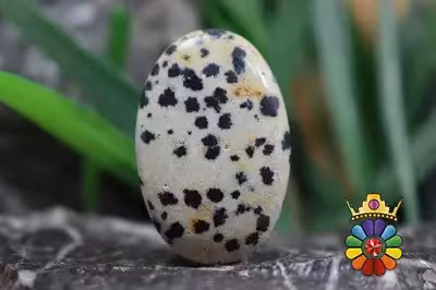 جاسپر دالماسی