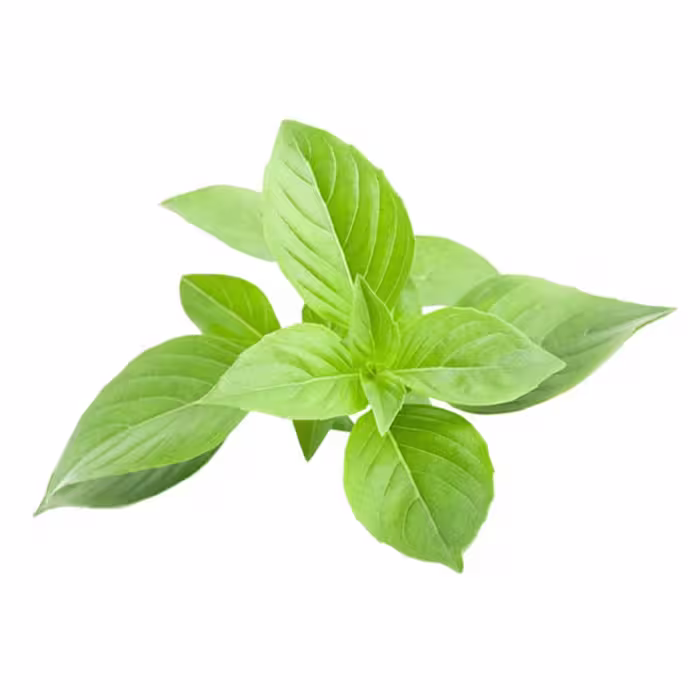 بذر سبزی ریحان سبز 