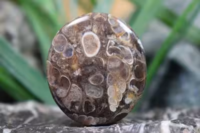 توریتلا اگات S1104