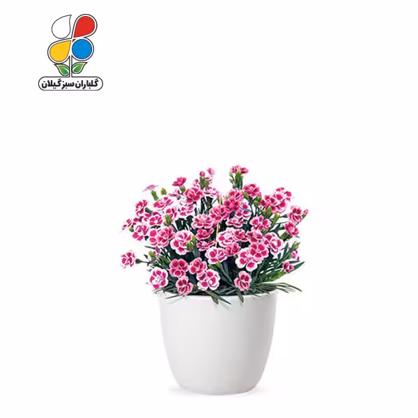 بذر گل میخک بسته سه عددی
