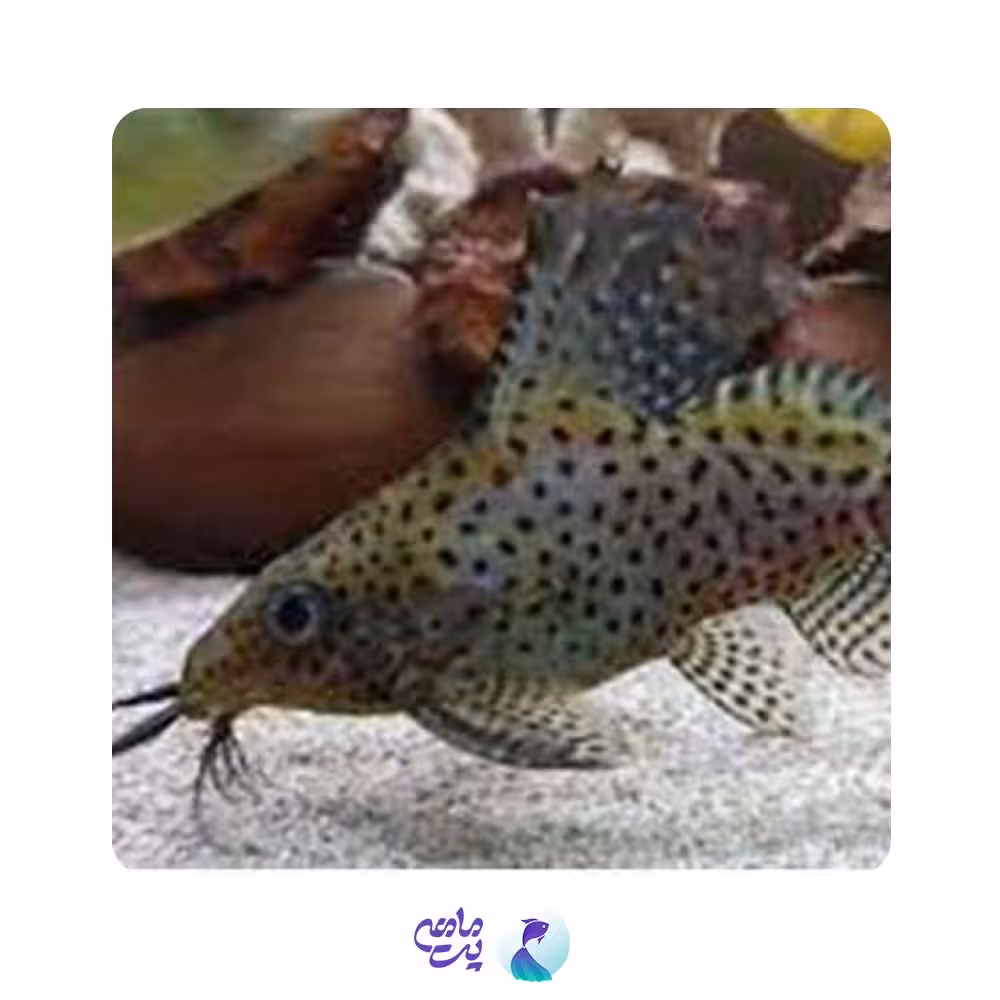 ماهی کت وارونه (کت خاردار) 6 تا 7 سانت