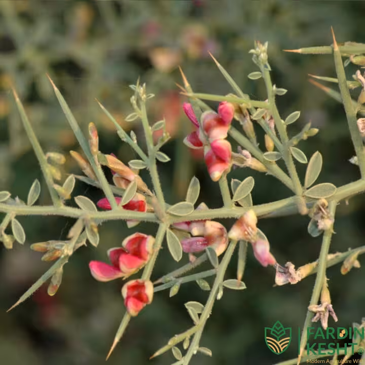 بذر خارشتر اصیل ایرانی بسته 5 گرمی
