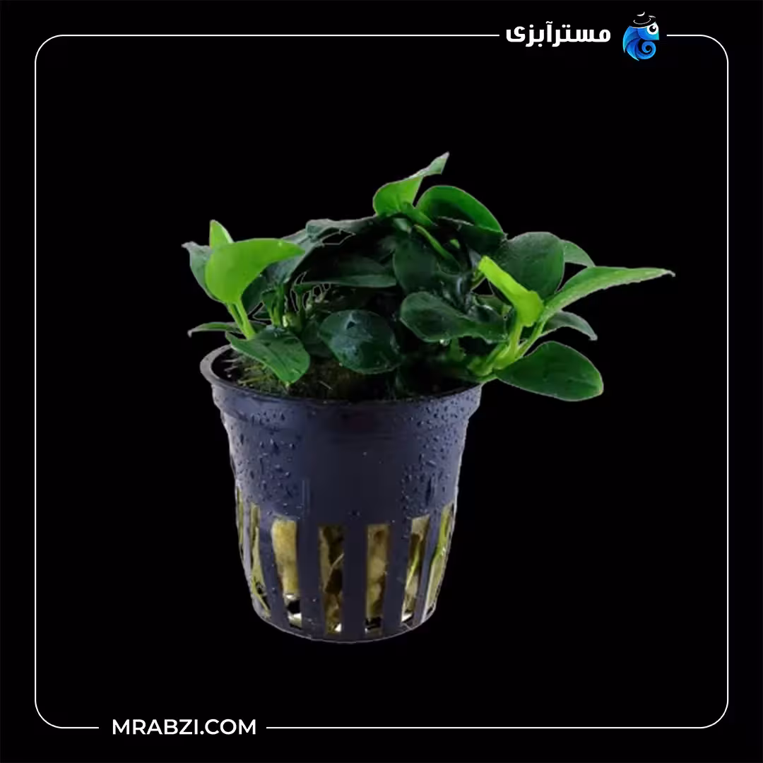 آنوبیاس بارتری وار  نانا پتیت