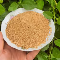 کنجد محلی ایرانی