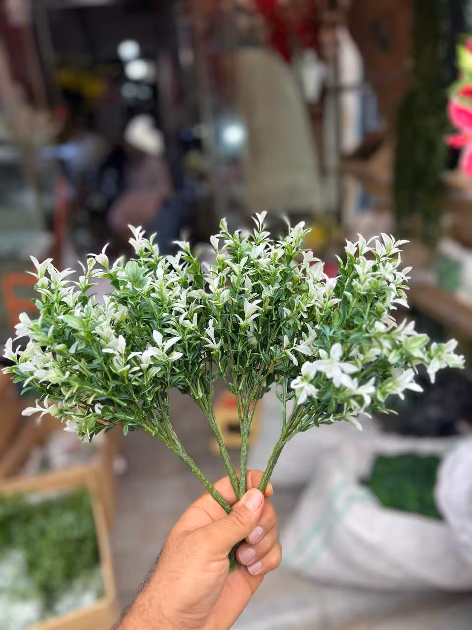 بوته اناری لبه سفید