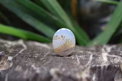 عقیق شجر برزیل